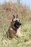 MALINOIS 303